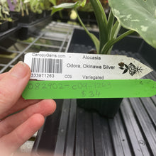 Load image into Gallery viewer, Alocasia Odora, Okinawa Silver Variegated exact plant, Fedex 2day*
