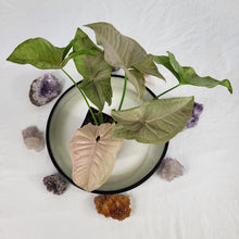 Load image into Gallery viewer, Syngonium Pink Spot, Exact Plant Variegated Ships Nationwide
