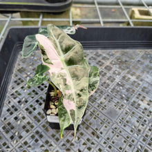 Load image into Gallery viewer, Alocasia Polly Snowflake Pink variegated exact plant, Fedex 2day*
