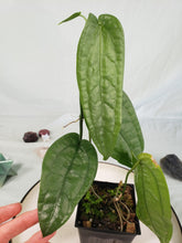 Load image into Gallery viewer, SP. Limon, Exact Plant, Anthurium
