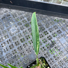 Load image into Gallery viewer, Philodendron Florida Beauty X Tortum, Exact Plant Variegated
