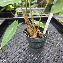 Load image into Gallery viewer, Alocasia Longiloba, Lowii, Argyreia, Exact Plant
