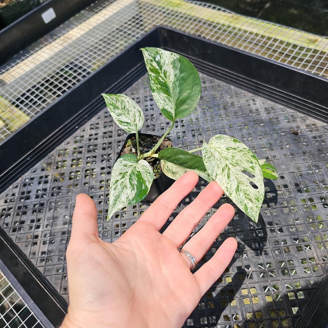 Epipremnum Pinnatum Marble, Exact Plant Variegated Ships Nationwide