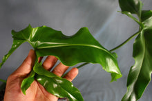 Load image into Gallery viewer, Philodendron Thaumatophyllum Marijke XL Exact Plant
