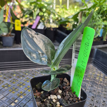 Load image into Gallery viewer, Scindapsus Treubii Dark Form, Exact Plant Ships Nationwide
