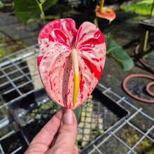 Load image into Gallery viewer, Anthurium Shibori, Exact Plant Variegated
