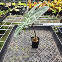 Load image into Gallery viewer, Alocasia Longiloba Lowii, Exact Plant Ships Nationwide
