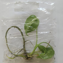 Load image into Gallery viewer, Monstera Deliciosa Bulbasaur variegated tissue culture 2DayAir
