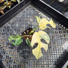 Load image into Gallery viewer, Rhaphidophora Tetrasperma Albo Variegated exact plant, Fedex 2day*
