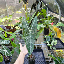 Load image into Gallery viewer, Alocasia Longiloba, Denudata, Exact Plant X-Large
