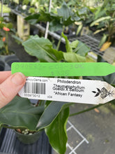 Load image into Gallery viewer, Philodendron Thaumatophyllum Goeldii X Selloum "African Fantasy exact plant, Fedex 2day*
