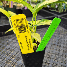 Load image into Gallery viewer, Epipremnum Pinnatum Sunburst, Exact Plant Variegated Ships Nationwide
