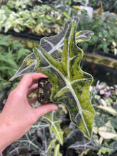 Load image into Gallery viewer, Alocasia Sanderiana Nobilis Aurea Variegated 2.5" pot, Fedex 2day*
