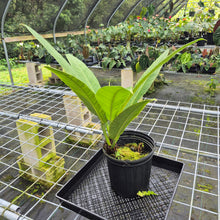 Load image into Gallery viewer, Philodendron Campii Lynette, XL, Exact Plant
