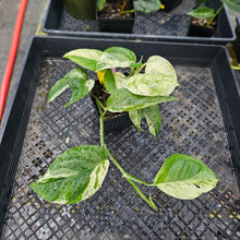 Load image into Gallery viewer, Epipremnum Pinnatum Marble, Exact Plant Variegated triple plant pot Ships Nationwide
