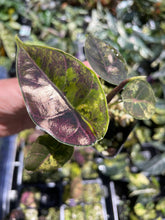 Load image into Gallery viewer, Alocasia Azlanii Aurea variegated , Exact Plant Ships Nationwide
