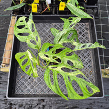 Load image into Gallery viewer, Monstera Adansonii Mint &quot;Indonesia&quot;, Exact Plant Variegated Ships Nationwide
