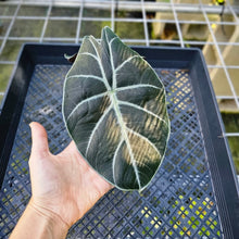 Load image into Gallery viewer, Alocasia Grandis, Exact Plant 2.5&#39;&#39; pot
