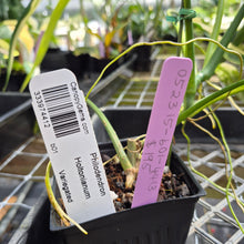 Load image into Gallery viewer, Philodendron Holtonianum Variegated, Exact Plant Ships Nationwide
