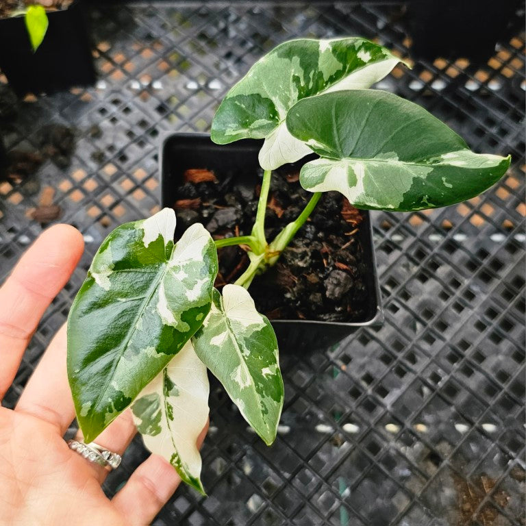 Alocasia Odora, Okinawa Silver, Exact Plant Variegated