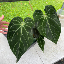 Load image into Gallery viewer, Anthurium Magnificum X AFF noid, exact plant, Fedex 2day*
