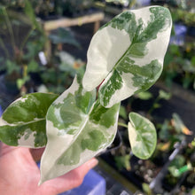 Load image into Gallery viewer, Alocasia Macrorrhiza Albo Variegated 2.5" pot, Fedex 2day*
