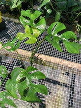 Load image into Gallery viewer, Rhaphidophora Tetrasperma Monstera Ginny, 4&#39;&#39; pot, ships nationwide
