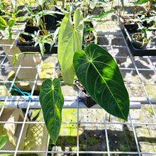 Load image into Gallery viewer, Anthurium Angamarcanum , Exact Plant
