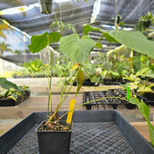 Load image into Gallery viewer, Anthurium Propinquum, Exact Plant Ships Nationwide
