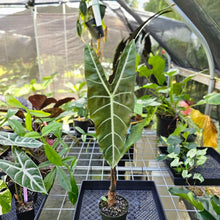 Load image into Gallery viewer, Alocasia Longiloba, Denudata, Exact Plant X-Large
