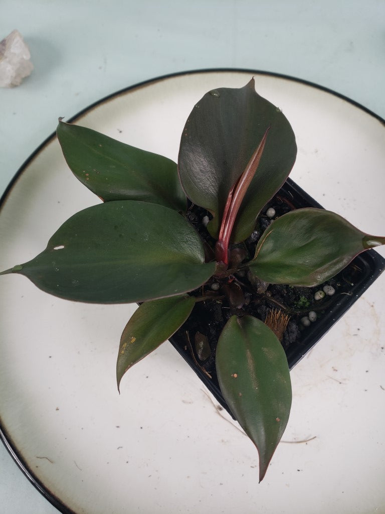 Red Heart, Exact Plant, Philodendron