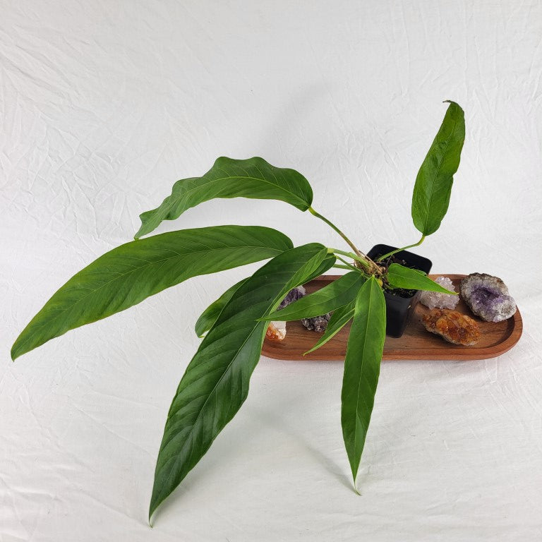 Anthurium Spectabile, Exact Plant