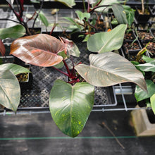 Load image into Gallery viewer, Philodendron Orange Princess, Exact Plant Variegated Ships Nationwide

