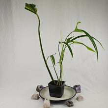 Load image into Gallery viewer, Philodendron Holtonianum, Exact Plant Ships Nationwide
