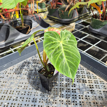 Load image into Gallery viewer, Philodendron Verrucosum Melon 2.5" pot, Fedex 2day*
