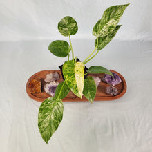 Load image into Gallery viewer, Scindapsus Silver Lady 6&quot; pot, Fedex 2 day*
