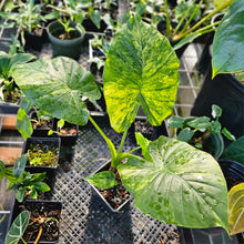 Load image into Gallery viewer, Alocasia Gageana Aurea, Exact Plant Variegated With babies
