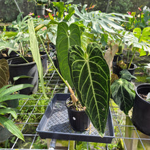 Load image into Gallery viewer, Anthurium Warocqueanum, Queen, Exact Plant Ships Nationwide
