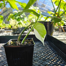 Load image into Gallery viewer, Monstera Borsigiana Albo Deliciosa, Exact Plant Variegated Ships Nationwide
