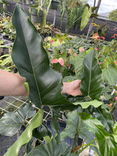 Load image into Gallery viewer, Philodendron Thaumatophyllum Goeldii X Selloum "African Fantasy exact plant, Fedex 2day*
