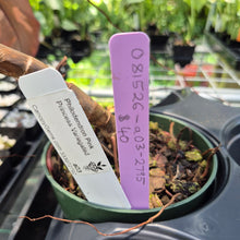 Load image into Gallery viewer, Philodendron Pink Princess Variegated exact plant, Fedex 2day*
