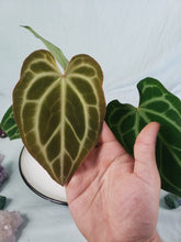 Load image into Gallery viewer, Magnificum x Crystallinum, exact plant, Anthurium, ships nationwide
