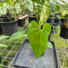 Load image into Gallery viewer, Anthurium Andraeanum Starlight Splash, Exact Plant, Speckled
