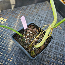 Load image into Gallery viewer, Philodendron Holtonianum, Exact Plant 4&#39;&#39; pot Ships Nationwide
