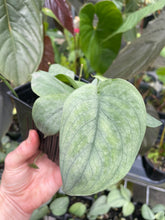 Load image into Gallery viewer, Scindapsus Silver Hero 4" pot, Fedex 2day*
