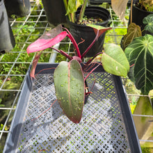 Load image into Gallery viewer, Philodendron Pink Princess, Exact Plant Variegated Ships Nationwide
