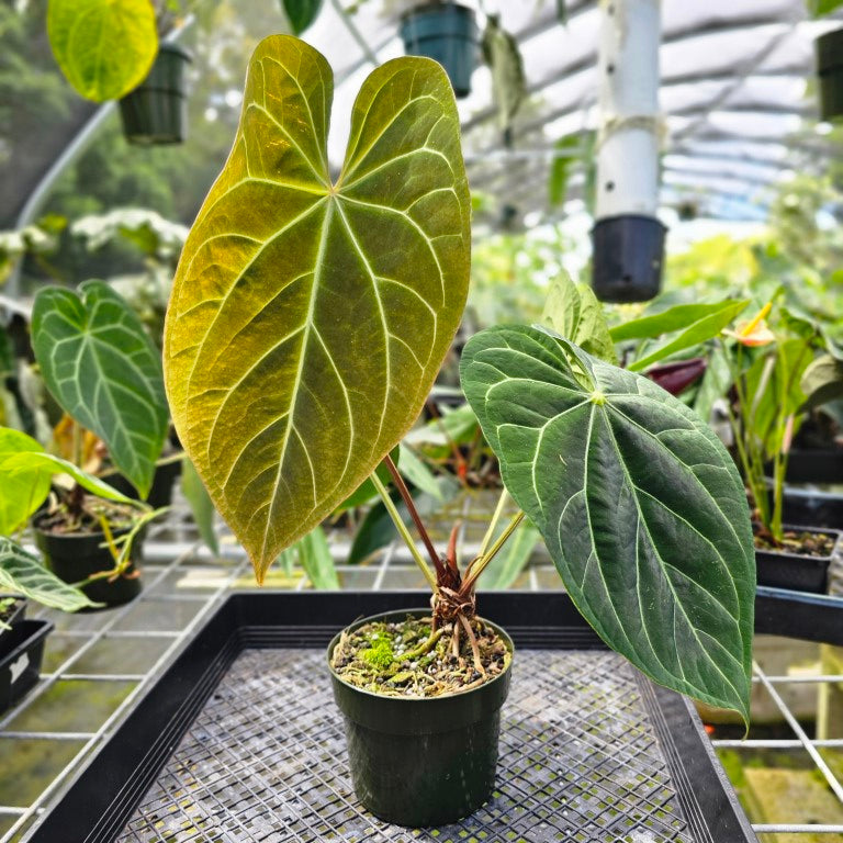 Anthurium Besseae Aff, Exact Plant