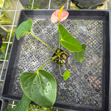 Load image into Gallery viewer, Anthurium Shibori Variegated exact plant, Fedex 2day*
