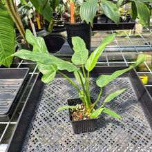 Load image into Gallery viewer, Philodendron Minarum 'Lime Fiddle' exact plant, Fedex 2day*
