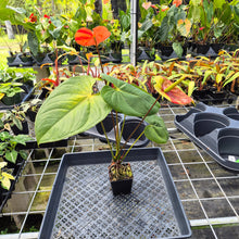 Load image into Gallery viewer, Anthurium Shibori Koi "orange speckled", Exact Plant Ships Nationwide
